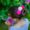 Pom Pom Hair Bobbles 4cm 4